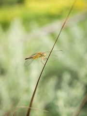 Dragonfly Perched on a Oblique Red Grass