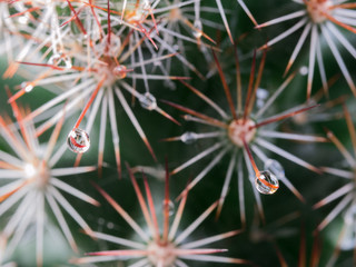 Rain Drop on The Torn of Cactus