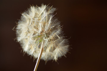 close up of dry dandelion on brawn background, copy space