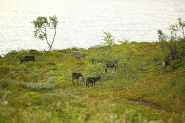 Fototapeta na wymiar Group of deer grazing on pasture