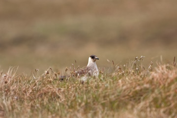 Obraz premium parasitic jaeger, stercorarius parasiticus, Faroe island