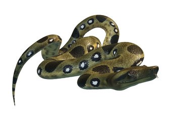 Obraz premium 3D Rendering Green Anaconda on White