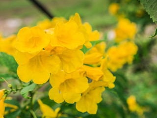 Yellow Trumpet-Flower Blooming in The Field