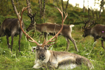 Naklejka na ściany i meble Buck male with big beautiful horns in the background of the pack