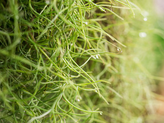 Rain Water on The Spanish Moss Hanging