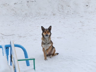 Собака на снегу