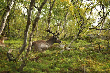 deer with large beautiful horns lies on a clearing in the forest