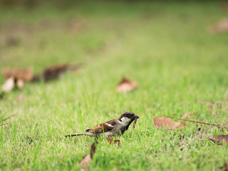 The Worm in The Sparrow Beak