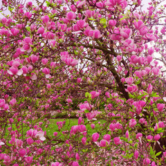 Obraz premium Bloomy magnolia tree with big pink flowers