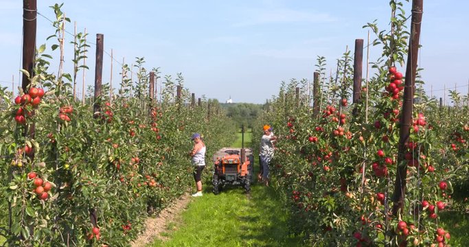 Apple pickers at work between rows of dwarf apple trees