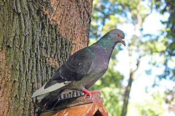 Pigeon close-up.