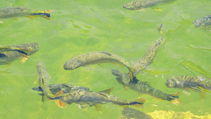 Green transparent water of a river with some Piraputanga fishes swimming on the water of Formoso river on Bonito MS, Brazil.