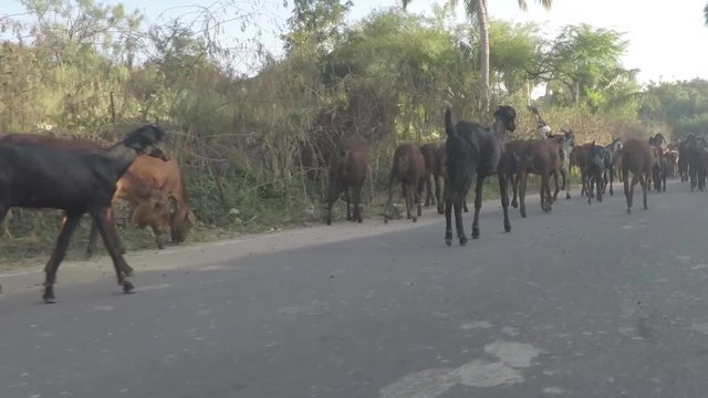 Goats walk along road in India, fast smooth tracking shot, 4X slow motion.