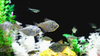 Small fish known as Saia Branca, Poptella Paraguayensis. © Vinícius Bacarin