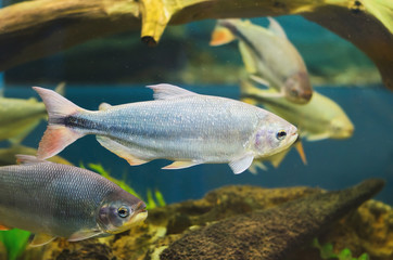 Silver fish with a red tail known as Piraputanga. Black stripe on the tail. © Vinícius Bacarin