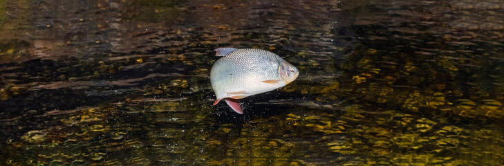 Piraputanga fish jumping out of the water. © Vinícius Bacarin