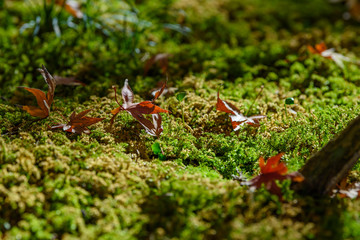 秋のもみじ　落葉