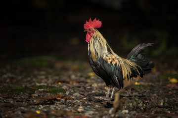 full body of beautiful feather  male fowl standing on dirt field