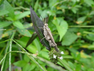 A small malaysian grasshopper  on leaf, photo taken in Malaysia