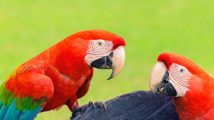 Two red macaw