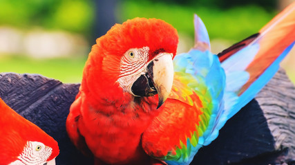 Red macaw with feathers of the head up.