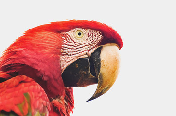 Close-up on the head of a red macaw.