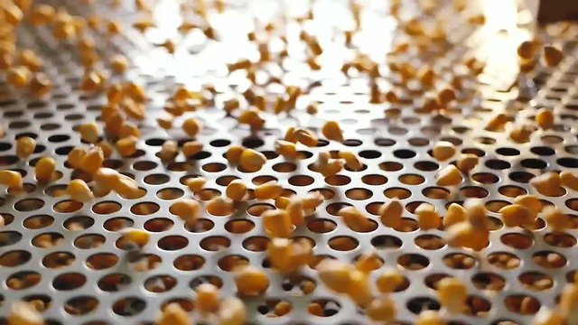 Dent corn grains on seeds separator shaker for cereals