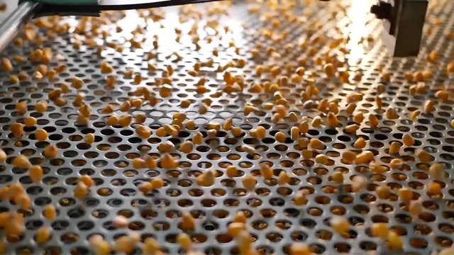 Dent corn grains on seeds separator shaker for cereals