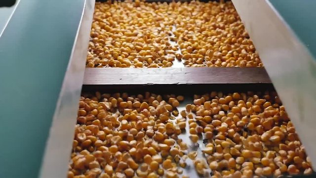 Dent corn grains on seeds separator shaker for cereals