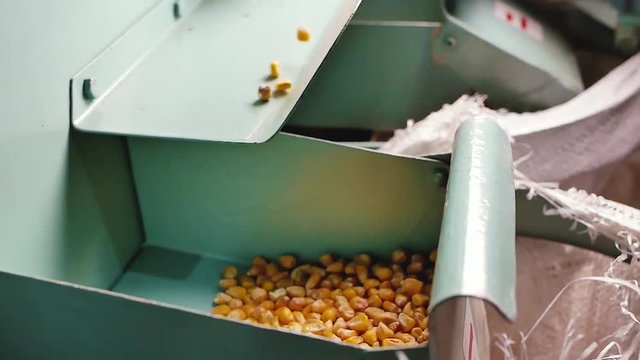 Dent corn grains filtering on factory
