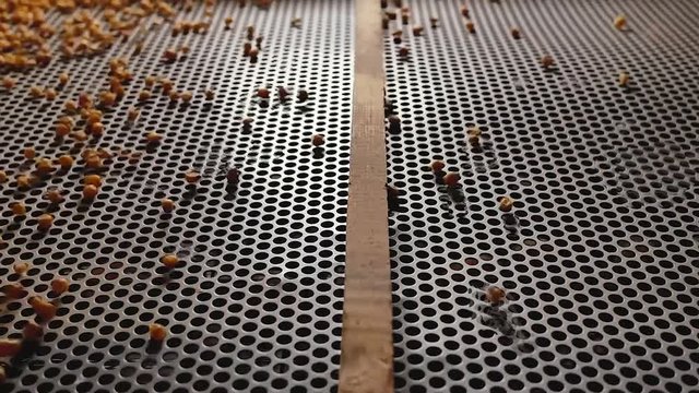 Dent corn grains on seeds separator shaker for cereals