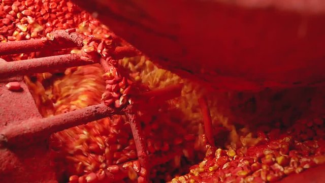 Mordant Maize corn seeds in process