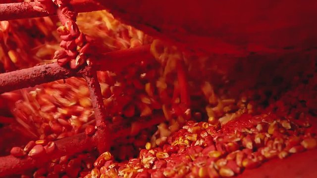 Mordant Maize corn seeds in process