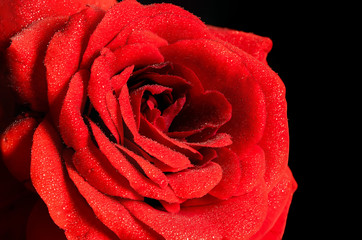 Dramatic and dark red rose center and petals, blooming, with lots of detail, macro closeup, black background and water droplets on the petals