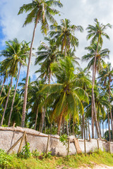Palms with coconuts