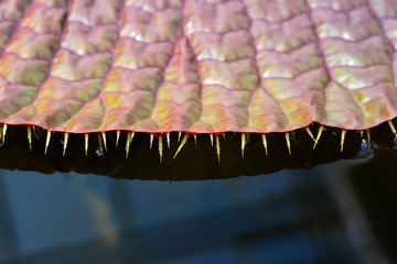 Edge of victoria lotus leaf with thorn on water background