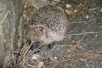 Hedgehog in the garden