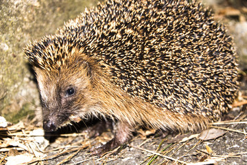 Hedgehog in the garden