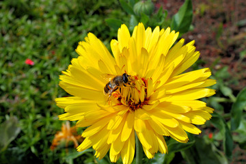 pretty yellow blossom and a bee