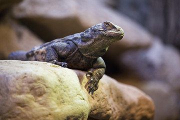 Desert Iguana on a Rock