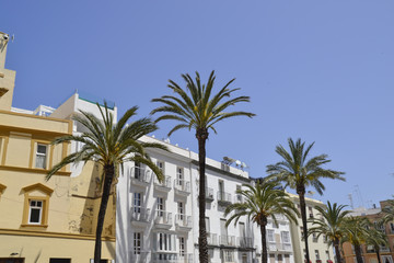 Cadiz Palmen (Spanien)