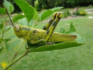 Fototapeta premium A malaysian locust on leaf, photo taken in Malaysia