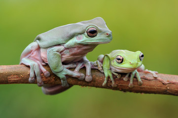 Obraz premium dumpy frog