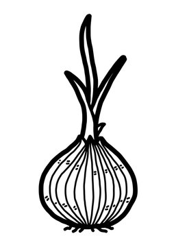 onion budding / cartoon vector and illustration, black and white, hand drawn, sketch style, isolated on white background.