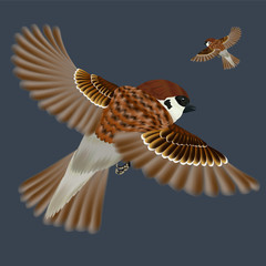 Vector illustration of flying house sparrows. Realistic male birds -  isolated - objects and background on the separate layers