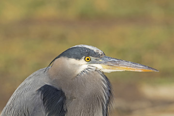 Bird Great Blue Heron portrait