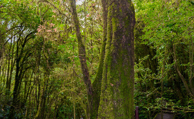 Fototapeta na wymiar Moss on the tree in Ang Ka Luang Nature Trail