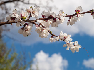 Fototapeta premium Branch of spring flowering apple tree with blue sky background