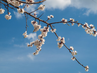 Branch of spring flowering apple tree with blue sky background