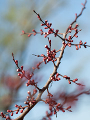 Branch of apricot tree with pink buds
